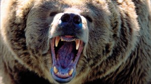 A bear fight led to a death and forced officials to postpone a planned announcement for Fat Bear Week competitors on Monday, Sept. 30.