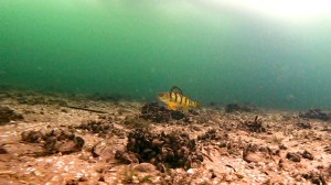 An effort to map the bottom of the Great Lakes is gaining support due to its potential benefits for safety and environmental management.