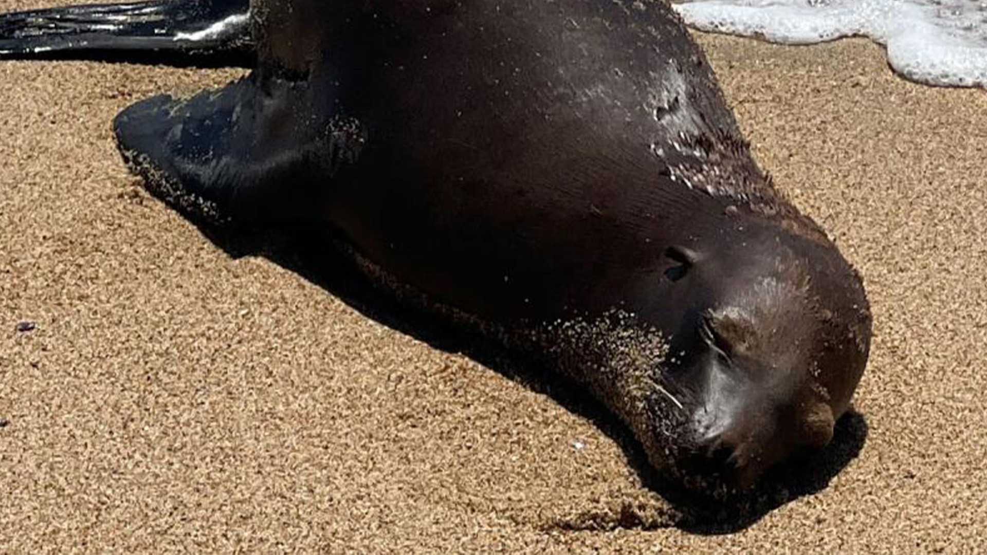 Officials are offering a ,000 reward for information leading to those who shot and killed a sea lion in California in August.