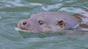 A Scottish man’s prized Japanese koi carp collection, valued at nearly $13,000, was destroyed in a suspected otter attack.