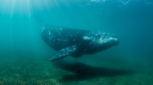 The U.S. government is investing millions in projects to reduce underwater noise and protect marine life during offshore wind installations.