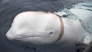 A mystery surrounding the beluga whale that captured global attention with rumors of espionage has finally been resolved.