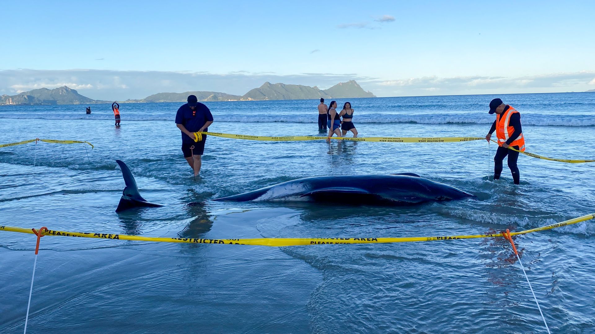 More than 30 pilot whales were rescued off of the coast of northern New Zealand by local volunteers and conservationists on Sunday.