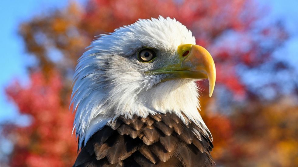 Federal wildlife officials are investigating the removal of a bald eagle nest in Alabama, one that they issued a permit for.