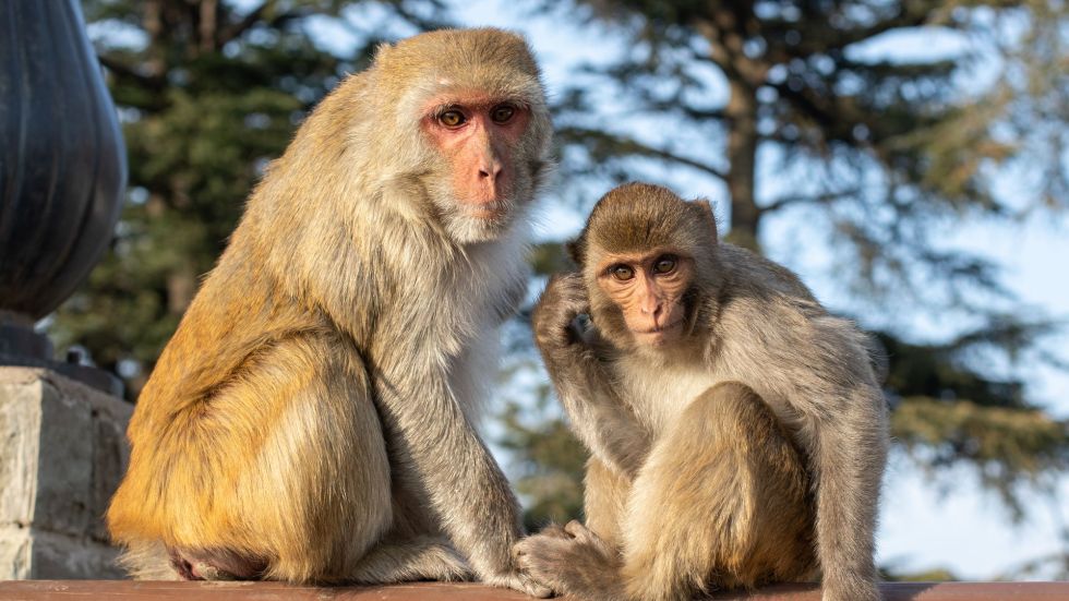 Police in Yemassee, South Carolina are searching for 43 rhesus macaque monkeys that escaped from a research facility.