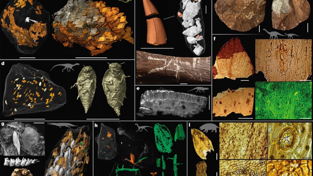 Fossilized vomit and waste tell 200-million-year story of what dinosaurs ate