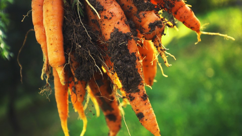 The Food and Drug Administration is now warning consumers not to eat or serve multiple brands of bagged organic whole and baby carrots.