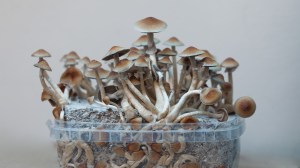 Multiple cities in Oregon banned the use of psychedelic mushrooms despite the state being the first to legalize therapeutic use of the drug.