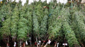 US Christmas tree shortage expected due to severe weather, drought, and floods, amid already short selling season this year nationwide.