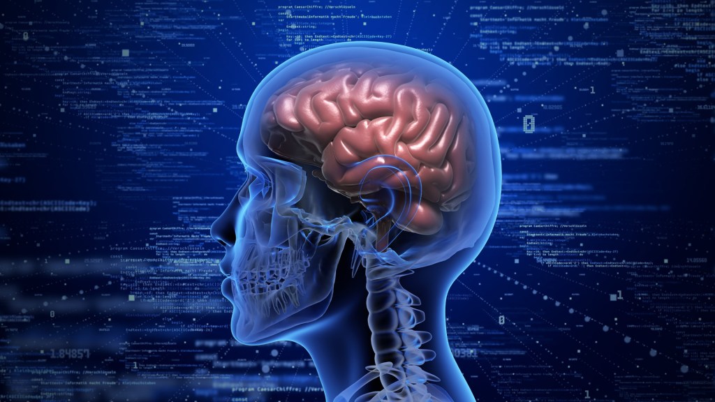 Brain processes thought at a fraction of the speed of Wi-Fi connection: Study