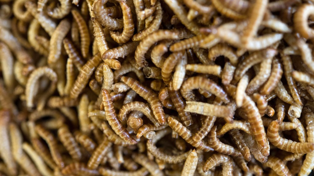 Scientists discover plastic-eating insect with potential to combat pollution