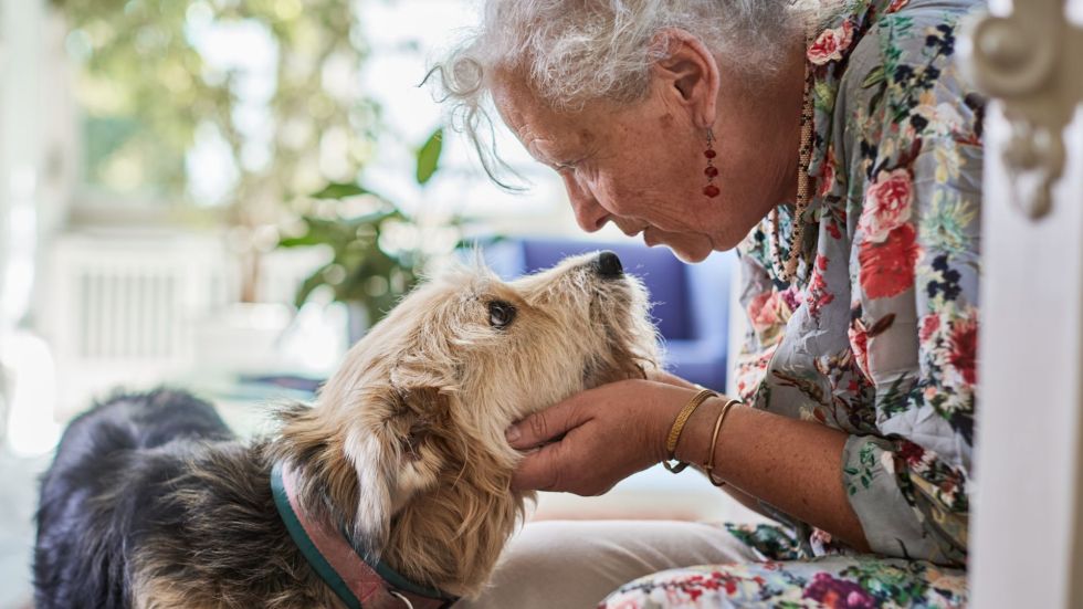 Scientists say a drug for senior dogs that can give at least one extra year of life might also extend human life.