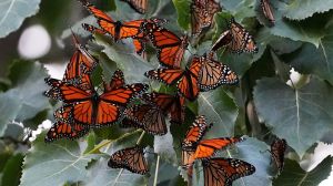 The number of monarch butterflies has been dwindling for years and now, U.S. wildlife officials want to give them federal protections.