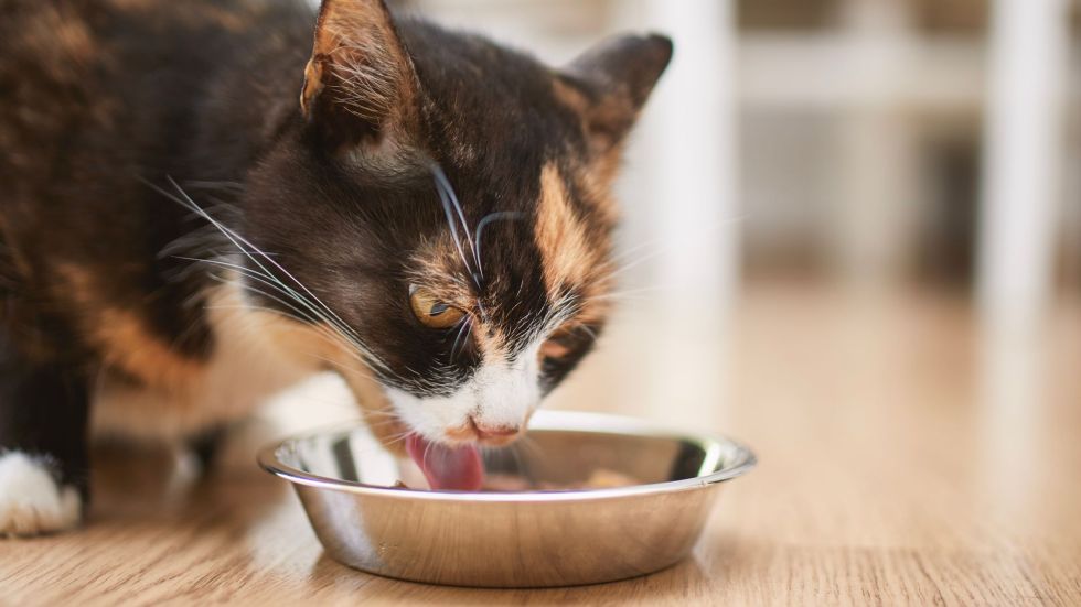 Oregon health officials are warning cat owners to throw out a certain brand of pet food after it tested positive for H5N1, and a cat died.