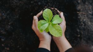 The Arbor Day Foundation is vowing to replant 10 million trees to replace the countless trees lost during U.S. hurricane season this year.