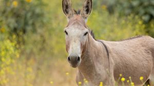 San Bernardino County's removal of wild burros over safety concerns has seen pushback, with some residents arguing the animals should remain.