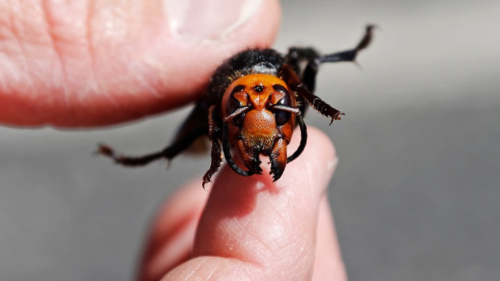 Officials say the so-called “murder hornet” has been wiped out from the U.S. five years after being found in Washington state.