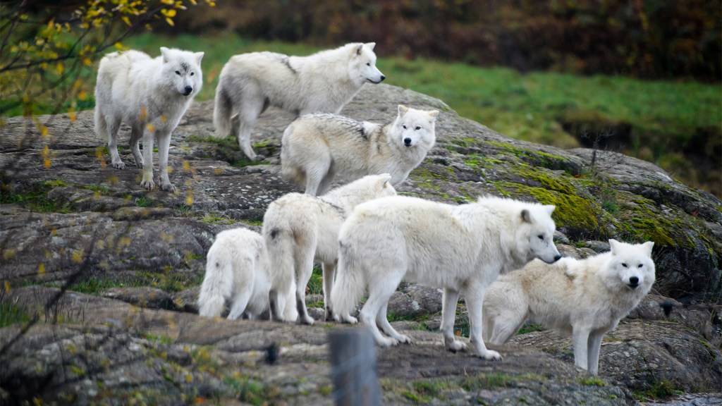 Canadian wildlife resort offers a night with wolves, experts warn against trend