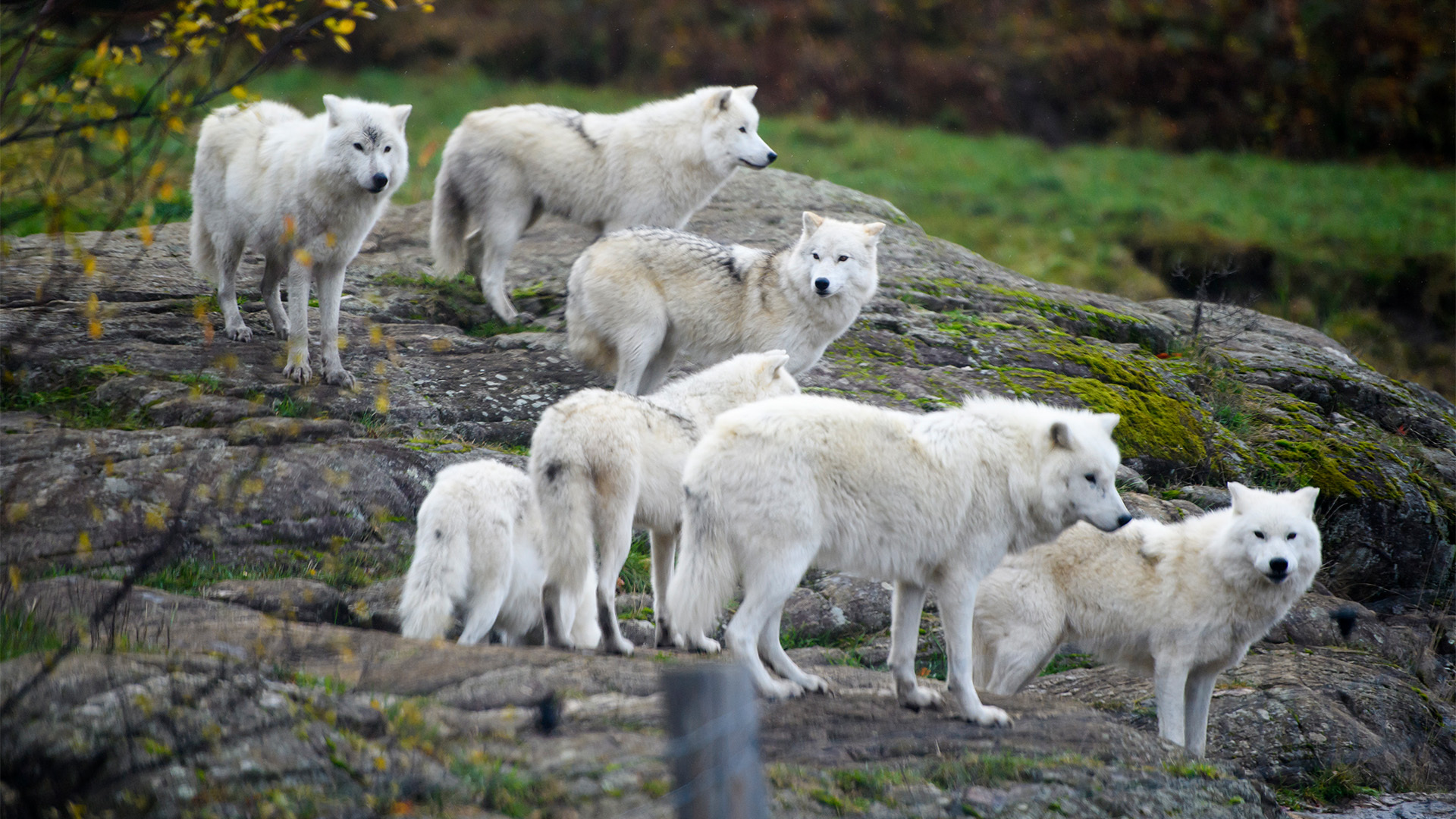 Wildlife resort lets tourists sleep with wolves, experts say it can turn dangerous