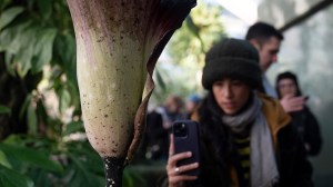 Visitors at Brooklyn Botanic Garden describe the rare corpse flower as smelling like rotting food, cheese, and even a zoo.