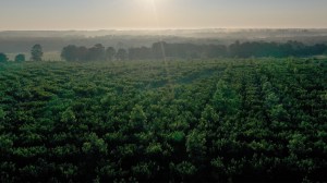 The Labor Department says it is working to pay out over $130,000 in wages it recovered from a South Carolina peach growing company.