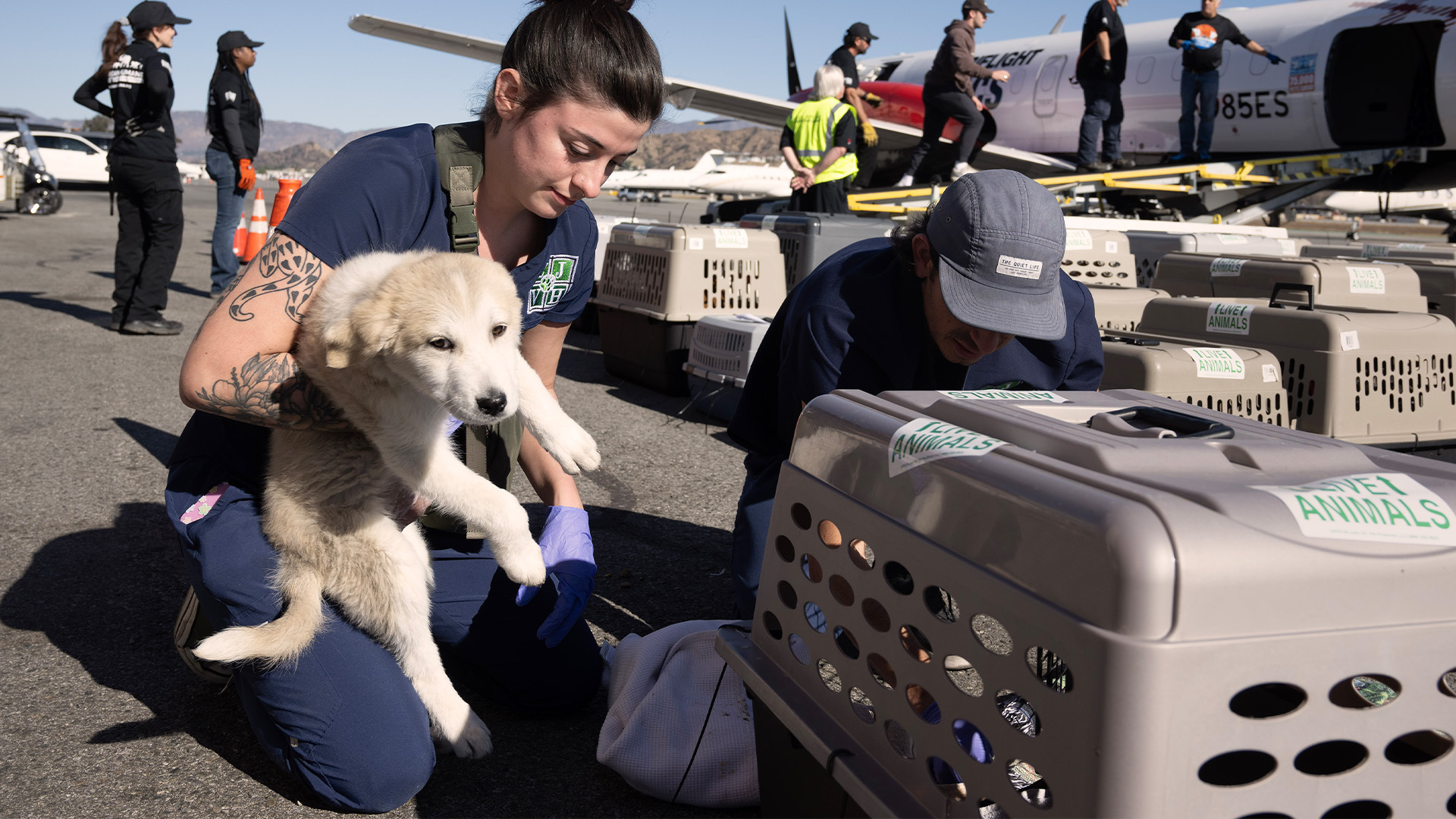 The Los Angeles wildfires have displaced hundreds of pets, overwhelming local shelters. See what's being done to help.