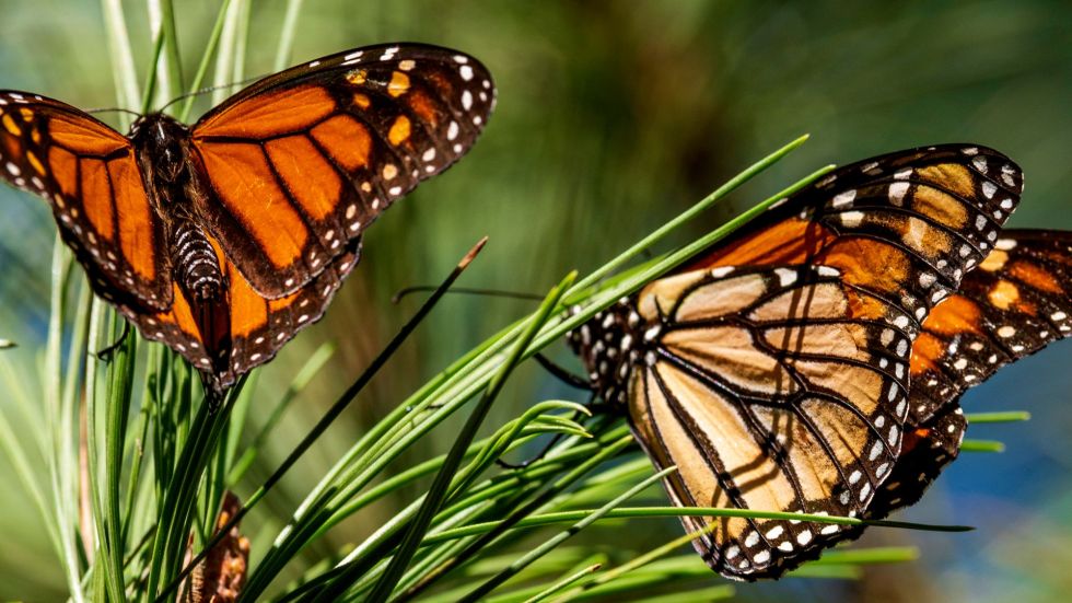 The monarch butterfly population in the western U.S. saw a 96% decline from 2023 to 2024.