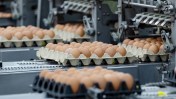 Wholesale prices for eggs have hit a record high. The continued spread of the bird flu has caused prices to rise.