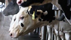 Testers have discovered a second bird flu variation in American dairy cows for the first time.  The Department of Agriculture announced the new strain on Wednesday, Feb. 5. Until recently, all dairy herd detections in the U.S. had been infected with a form of bird flu known as B3.13.