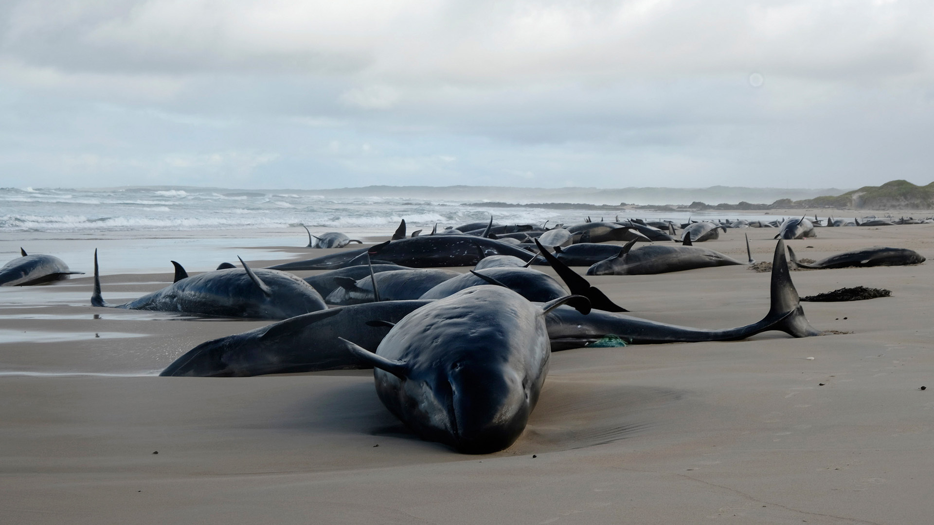 In Australia's state of Tasmania, 157 false killer whales have washed ashore and are stranded. The situation is grim, with many already dead.