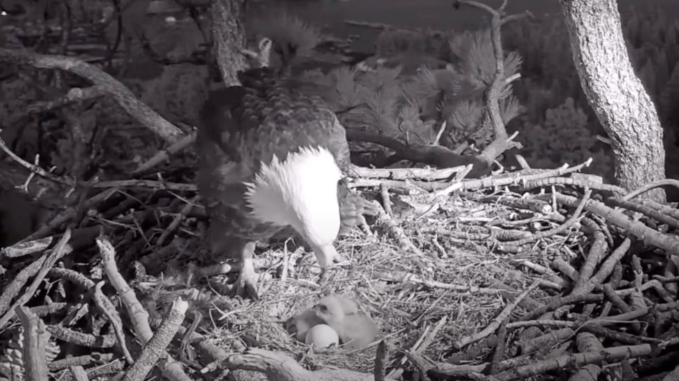 A live cam of a bald eagle nest has gone viral as three eaglets make their way into the world.