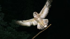 Lawmakers are urging the Trump administration to nix a plan to kill nearly 500k barred owls to save the northern spotted owl from extinction.