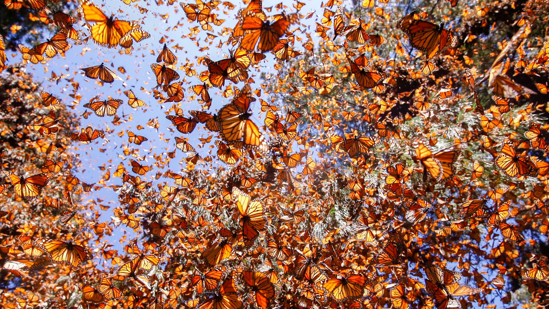 The U.S.' butterfly population dropped 22% over two decades.