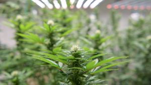 US cannabis cultivation consumes more electricity than all other crops combined, raising concerns about the industry's environmental impacts.