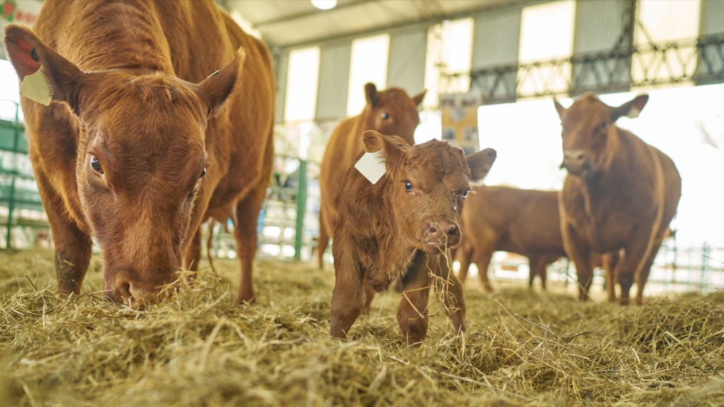 Low cattle supply could push steak prices up at supermarket